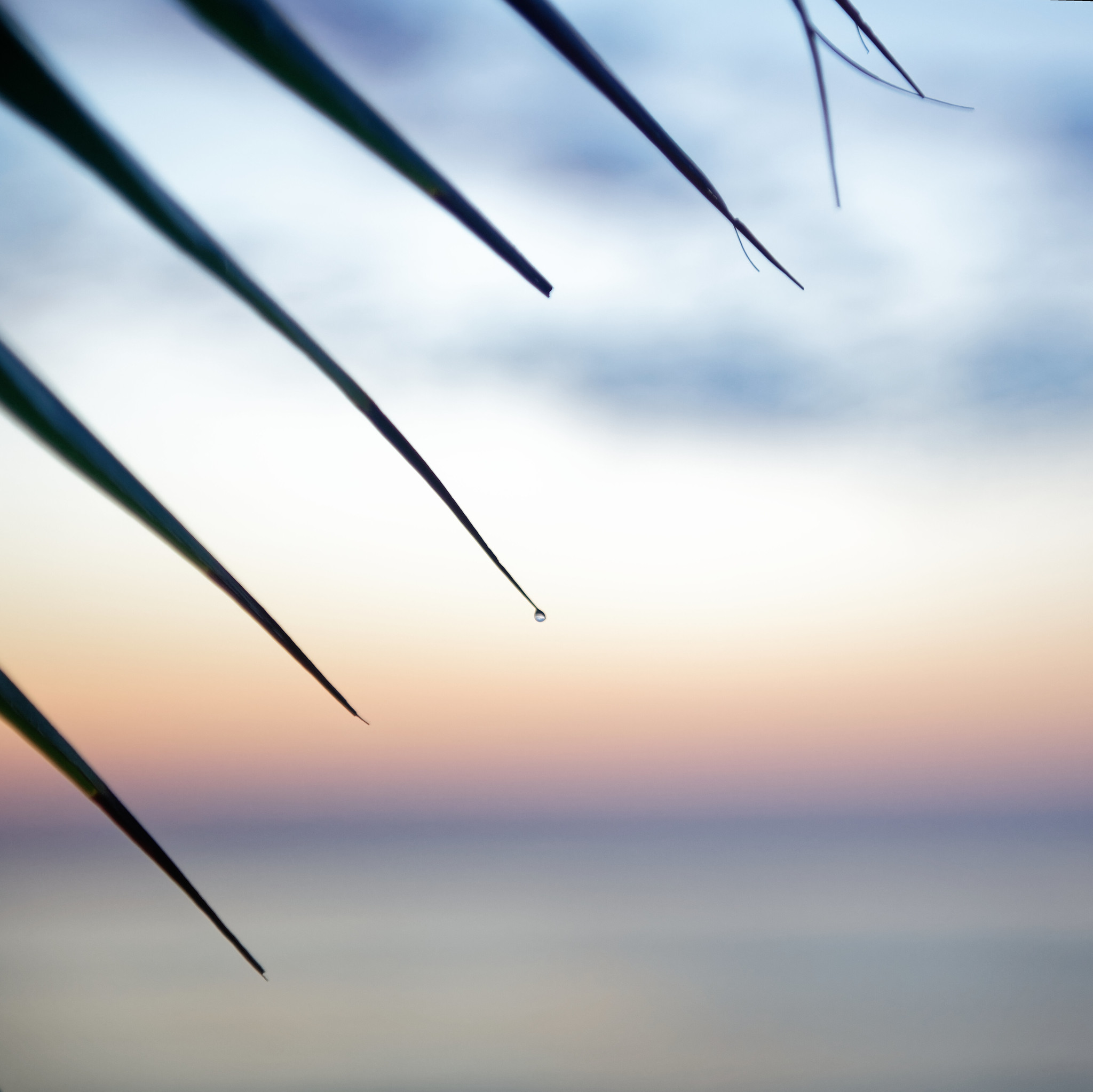 Last Night&rsquo;s Last Drop